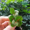 Materiais DIY para Micro-Paisagismo com Musgo, Planta Única de Grama em Rede, Plantas Verdes Frescas para Aquascaping, Samambaias para Paisagismo de Aquário-Terrário