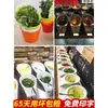 Cubo de Verduras para Hot Pot de 10 Piezas Lechuga Verduras Verdes Boca Inclinada Tazón para Salsas Plato de Plástico para Ingredientes de Autoservicio Vajilla de Melamina