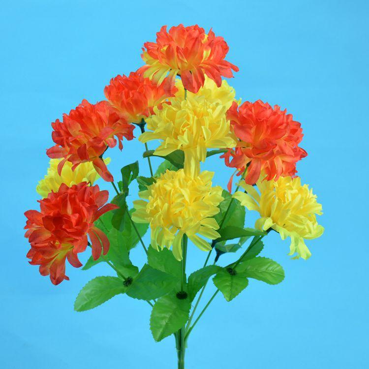 12头爪菊6.jpg