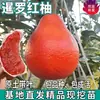 Plántulas de Pomelo Rojo Siamés, Plántulas Grandes para Plantar en Patios en el Norte y Sur, Pomelo Rojo Injertado en Maceta para Embellecimiento