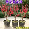 Bonsái de ciruela roja, tocón de árbol viejo, ciruelo de cera, ciruela negra, ciruela verde, ciruela de cinabrio, planta de interior en maceta, planta verde, rosa palacio, rojo hueso