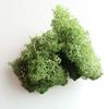 Musgo Flor Imortalizada Flores Reais Sem Impurezas Musgo DIY Cobertura de Vidro Flor Musgo Flores Preservadas Pacote de 10g