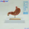 Anatomía Simulada del Estómago Humano, Perforación Patológica del Estómago, Enseñanza del Sistema Digestivo, Espécimen Digestivo