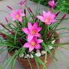 Venta Directa de Bulbos de Orquídea Rosa de Viento y Lluvia, Cebollas en Maceta, Puerros y Bulbos de Puerro, Grandes Descuentos para Plantar en Todas las Estaciones