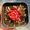 Base de planta suculenta autoproducida y autovendida al por mayor suculentas pequeñas combinación de flores plantas en maceta plantas carnosas Lithops Haworthia