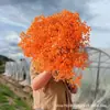 Gipsofila Flor Eterna Ramo de Flores Secas Venta Directa de Fábrica de Yunnan Gipsofila Flor Eterna Hecho a Mano DIY Flores al por Mayor