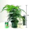 Plantas de Espárragos en Maceta Plantas Verdes de Interior para Oficina Plántulas Bonsái Bambú Nube Enano Tangshan Flor de Viento Maceta Plantas Pequeñas en Maceta