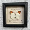 Marco de Fotos con Foto de Espécimen de Mariposa Real Elegante Madera Decorativa Pintura Muebles para el Hogar Marco de Fotos Retro Europeo Mesa Regalo de Cumpleaños