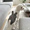 Nuevos Pantalones Fisiológicos Transfronterizos para Perros, Pantalones de Seguridad para Perras, Pañales para Orina, Suministros para Mascotas, Pantalones Fisiológicos Ajustables Suaves y Cómodos