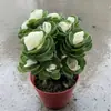 [Compre Um Leve Dois] Madeira do Dinheiro Pilha Velha Planta Suculenta em Vaso Interno Sala de Estar Plantas Verdes Florais Fácil de Cultivar Árvore do Dinheiro