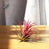 Marco de fotos de piña de aire Arte Entrada Decoración de aire Pintura Suculenta Planta verde Sala de estar Balcón Invernadero Flor Amarilla