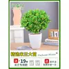 Planta en Maceta Flor de Milán, Planta de Interior con Flores y Capullos, Planta Verde Repelente de Mosquitos, Bonsái de Tocón Viejo, Planta de Floración Cuatro Estaciones, Fragante y Fácil de Cuidar