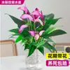 Planta en maceta de anturio morado de grado especial, florece profusamente, flor Zihirana, planta verde hidropónica, fácil de mantener en la oficina y la sala de estar