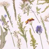 Flores Secas em Relevo, Espécimes Botânicos em Relevo para Ensino, Marcadores de Página Artesanais DIY, Colar Flores Secas, Capas de Celular, Aromaterapia com Cola