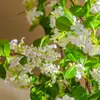 Flores Artificiales Lirio Morado Qianlixiang Flores Falsas Wholesale Transfronterizo Ramo para Sala de Estar Arreglo Floral para el Hogar Decoración de Mesa Adornos