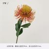 Almofada de alfinetes simulação de flor Sol de alta qualidade flor imperial da África do Sul adereços de fotografia design floral segurando flor estilo europeu