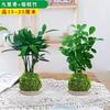 Bolinha de Musgo Micro-Paisagem DIY Criativo Vaso Pequena Planta Mesa de Chá Exibição Bacia de Água Flor Produto Acabado Fácil de Manter em Casa