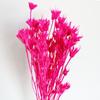 Flor seca, flor octogonal, pequeña, fresca, arte natural, hecho a mano, planta creativa, flores decorativas, accesorios de tiro, venta al por mayor