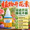 Flor de Bougainvillea Floração Rápida Estimulante de Floração Não Requer Diluição Promove Floração de Camélia Fertilizante para Plantas Solução Nutricional para Plantas Indutor Universal de Floração