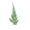 Folhas de Samambaia Cauda de Lobo, Flores Secas, Espécimes de Plantas em Relevo, Flores Secas Coladas, Capas de Celular, Manicure Artesanal para Jardim de Infância
