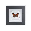 Mariposa Pavo Real Mariposa Real Rara Marco de Fotos Soporte de Exhibición Regalo de Vacaciones Espécimen de Gama Alta Pintura Decorativa Simple Tridimensional