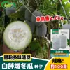 Semillas de Melón de Invierno Graso Blanco Zhongxi, Polvo Ceroso, Fruta Dulce y Grande, Muchas Semillas de Melón de Invierno de Piel Rosa, Verduras de Huerto