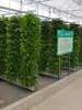 Taza de Cultivo en Columna Azul Tubería Doméstica Pulverizador de Aerosol Equipo de Cultivo Cultivo sin Suelo Verduras Hidroponía Equipo para Cultivar Verduras en Balcón