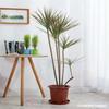 Colorido Hierro Multicolor Millennium Madera Planta en Maceta, Árbol Sangre de Dragón Tricolor, Planta de Follaje de Bambú Rojo, Planta Verde de Interior