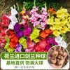Bulbos de Gladiolo y Flor de Acanthopanax, plántulas de flores en maceta, perenne, resistente al frío, fáciles de cultivar y mantener durante todo el año, bulbos florales con capullos