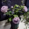 Plántulas de Flor Rosa de Flujo Transparente de una Pieza para Envío Directo Arbustos en Maceta Plantas y Flores de Jardín para Patio Terraza Floración Multitemporada