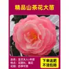 Camelia Xiangfei en maceta con brotes, flor roja de cinco colores, fácil de cultivar en interiores, florece en cualquier estación.
