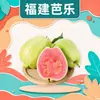 Goiaba de polpa vermelha de Zhangzhou, Fujian, disponível para entrega em quantidades de 1/3/5/ 4,5kg unidades, misto de polpa vermelha e branca 1/3/5/ 4,5kg unidades, fruta fresca