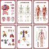 Diagrama del Esqueleto Humano, Cartel de Pared Grande, Diagrama de Órganos, Gráfico de Estructura de Órganos Internos, Gráfico de Puntos de Acupuntura, Póster del Gráfico de Anatomía Muscular Humana