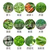 Sembradora de Verduras Empujada a Mano, Máquina de Siembra de Precisión para Hierbas Medicinales Chinas, Cilantro, Repollo, Rábano, Máquina de Siembra de Colza, Uso Agrícola Pequeño