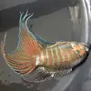 Pez Luchador de Siam fácil de criar Pez Gourami Gigante pez ornamental pez de agua fría alevines cambiar agua no necesita fuego australiano otro