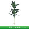 Vendas diretas de fábrica de plantas hidropônicas de bambu rico em vasos para sala de estar interna, bambu Guanyin hidropônico com raízes para cultivar plantas verdes e florais