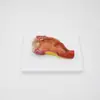 Pnt-0453 Tubo Intestinal y Anal Modelo de Anatomía Humana del Sistema Digestivo Anatomía Intestinal Modelo de Enseñanza Biológica