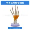 Simulación de Enseñanza Esqueleto Humano de Articulaciones Codo Muñeca Tobillo Hueso Hombro Rodilla Cadera Ligamento Ortopédico Modelo Médico