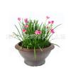Plantas de Bulbo em Vaso, Florais, Plantas de Jardim, Bulbos de Semente de Orquídea Cebola, Mudas de Orquídea Cebola, Mudas de Orquídea Cebola, Mudas de Orquídea Vento e Chuva