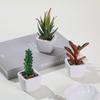 Inverno Mang Mini Simulação Suculenta em Vaso Pequeno Bonsai Bacia Cerâmica Quadrada Decoração de Casa Sala de Estar Interna Mesa