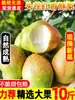 Yf 5kg Pera Crujiente de Sídney Crujiente Fragante Caja Entera Fruta Fresca Peras de Temporada Recién Cosechadas Dulces 5kg Recién Cosechadas