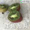 Dropshipping Jujube Suave Kiwi Salvaje Plantón Dandong Semilla Suave Noreste Cuixiang Corazón Amarillo Corazón Rojo Xu Xiang Zhouzhi