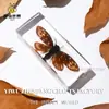 Especímenes de Insectos Artesanales Jingling: Escarabajo, Escorpión, Mantis, Araña - Educación en Ciencias Biológicas, Regalos de Nicho, Adornos de Resina