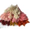 Yongsheng frijol de bienvenida flor de Año Nuevo flor seca decoración de boda decoración del hogar material de ramo flor mariposa blanqueada