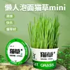 Gato Preguiçoso Erva para Gatos Macarrão Instantâneo Pet Snacks Comida de Gato em Lata Vaso Hidropônico com Erva para Gatos Comprimidos para Bolas de Pelo Palitos de Erva para Gatos Planta de Erva para Gatos em Vaso
