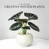 Lírio-do-calla Planta Verde Pequena para Mesa de Escritório Planta em Vaso para Interior Jardim de Infância Celebridade da Internet Calathea Estação de Trabalho Planta Fácil de Cuidar