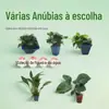 Tanque de peixes Banyan d'água madeira submersa paisagismo pedra vulcânica Mini pequeno Banyan d'água negativo preguiçoso iniciante sem CO2 plantas aquáticas atacado