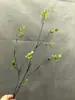 Simulación de Hojas de Otoño Envolviendo Ramas Secas, Techo, Ramas y Arreglo de Ratán, Hojas de Bayas Silvestres, Enredaderas, Ramas Secas, Paisaje Floral Suave