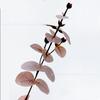 Ramas de Eucalipto Artificiales, Hojas de Eucalipto Simuladas, Vegetación Estilo Bosque, Hojas Artificiales para Paisajismo, Plantas Falsas para Decoración del Hogar