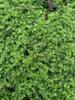 Musgo de cabelo branco fresco, musgo cinza pequeno, musgo verde, musgo verde aveludado curto, musgo de penas grande, musgo de chuva, musgo estrela, jarra de água e terra, jarra de floresta tropical